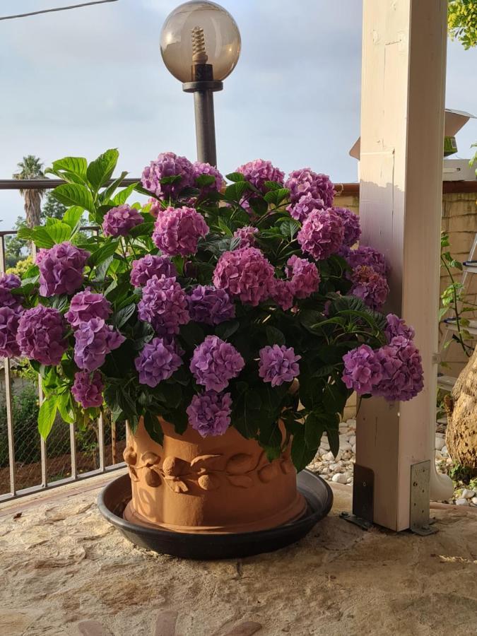 B&B La Casa Di Martina Zambrone Zimmer foto